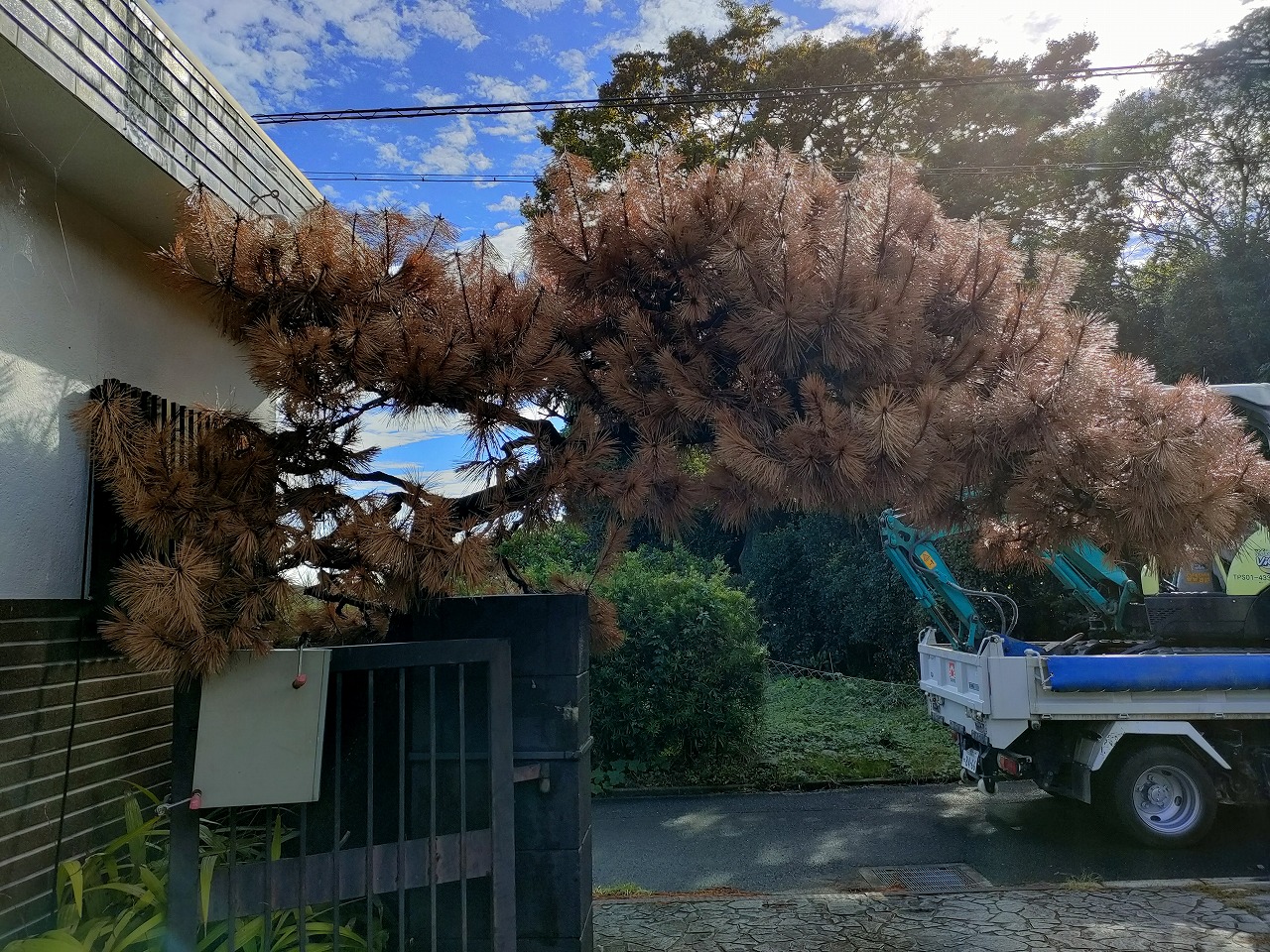 立派な松の木。　大草城の近くで改装工事を行っています。　リフォームリノベーションの知多市のカワイ建築工房