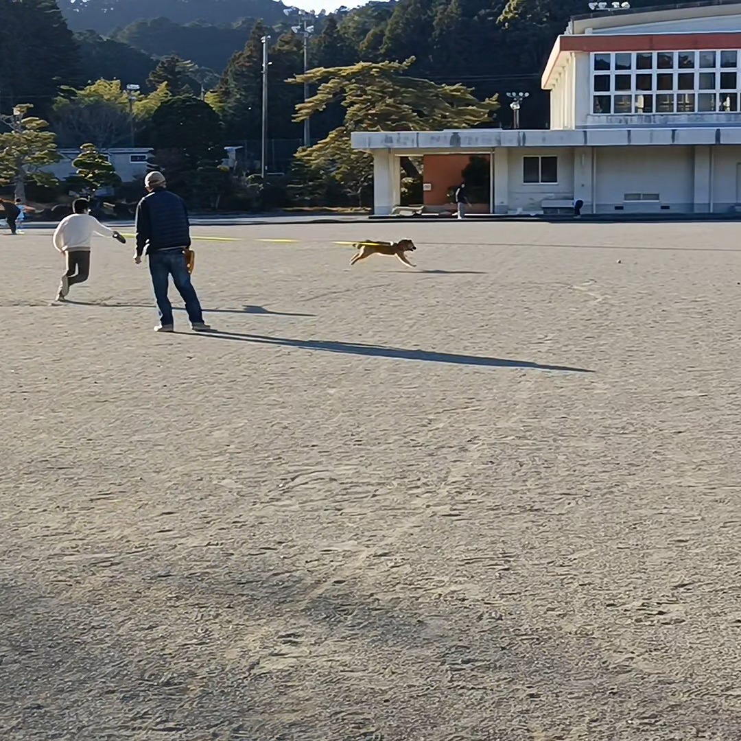 雑種　保護犬　走り回る　長男　小学校校庭　三重県　カワイ建築工房