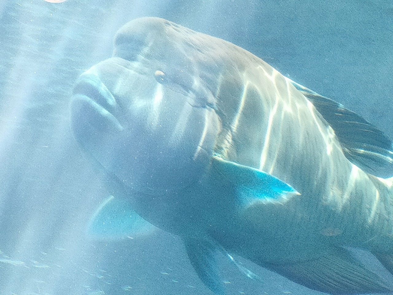 沖縄　美ら海水族館　ジンベイザメ　マンタ　カワイ建築工房