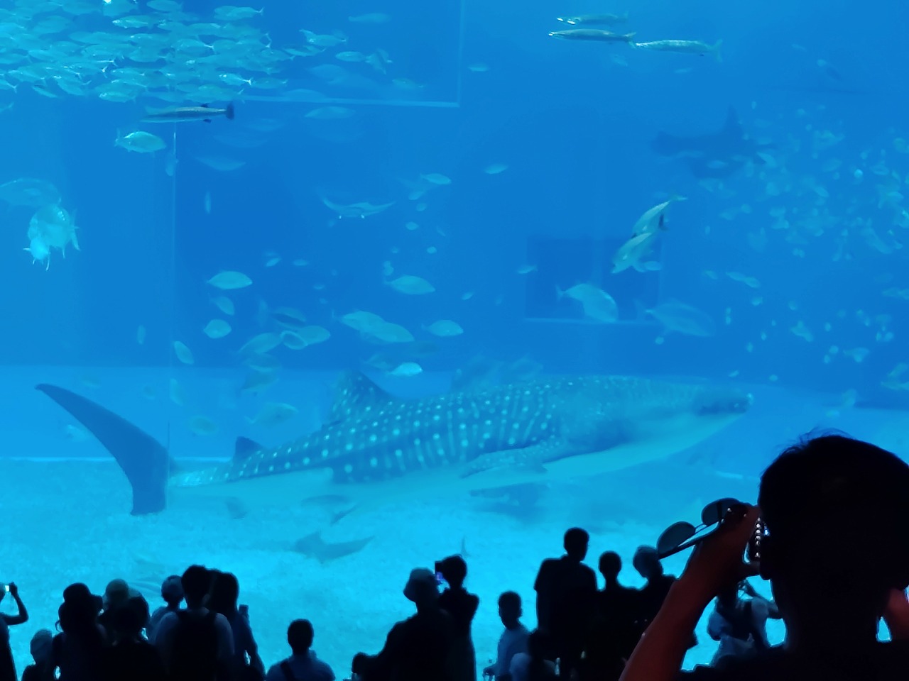 沖縄　美ら海水族館　ジンベイザメ　マンタ　カワイ建築工房