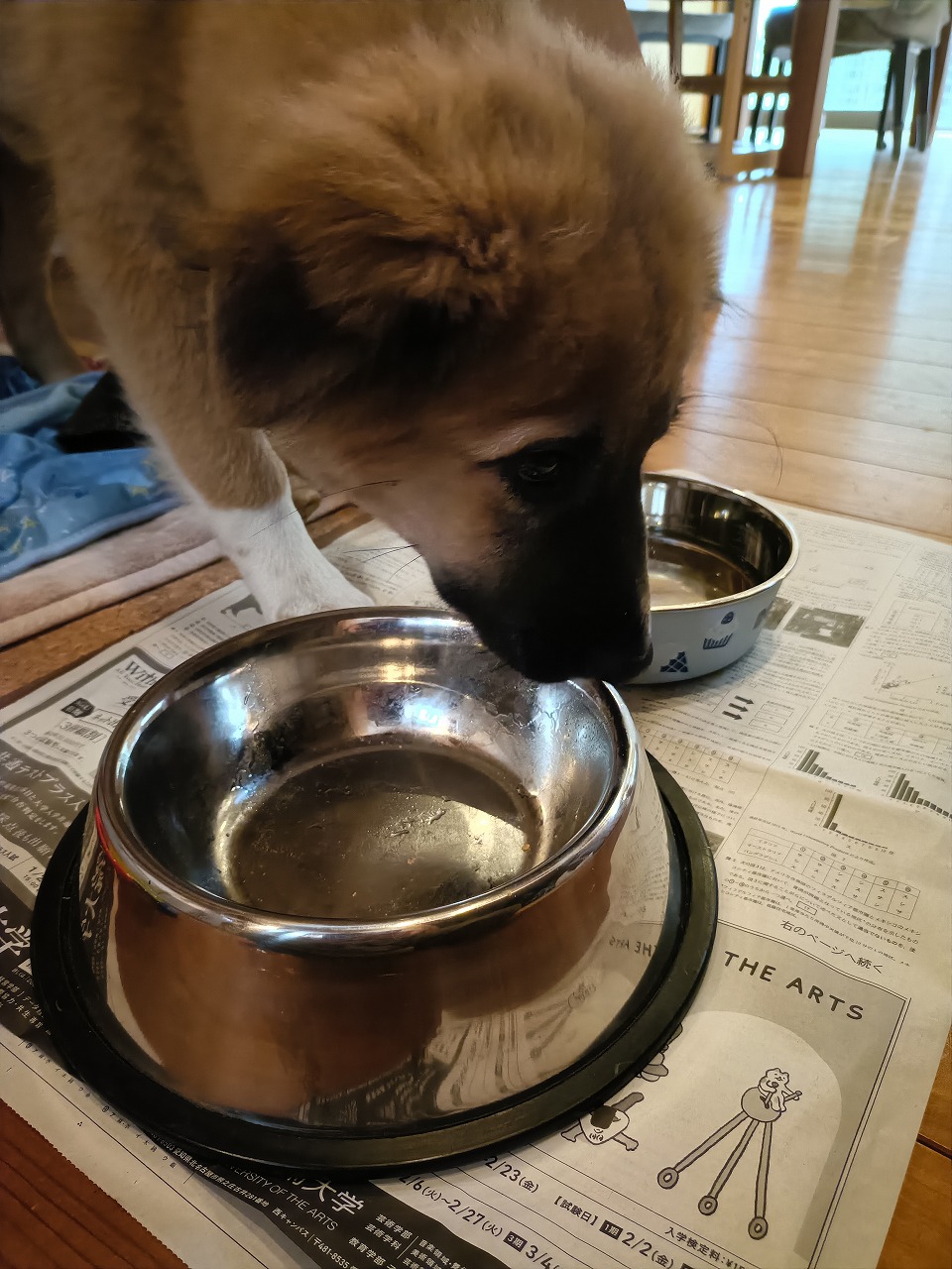 保護犬　里親　雑種　大型犬　鼻黒　白靴下　ペット　ご飯完食　知多市　カワイ建築工房