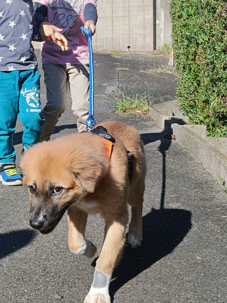 雑種　保護犬　お散歩デビュー　知多市　カワイ建築工房